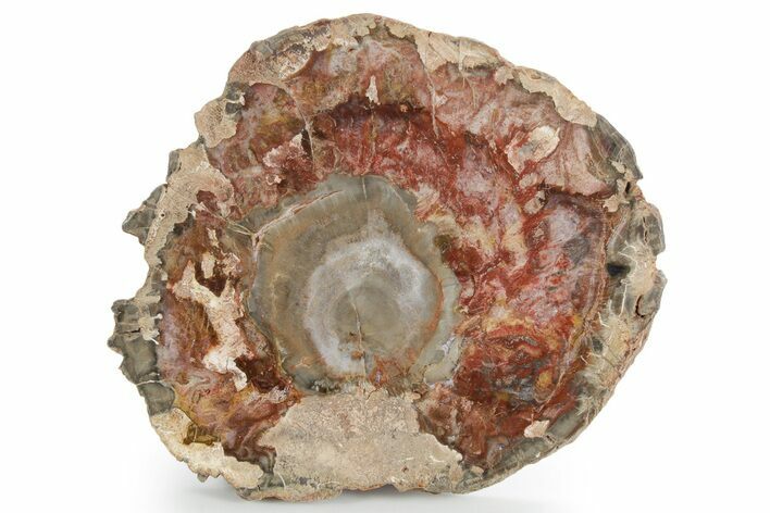 Polished Petrified Wood (Araucaria) Round - Madagascar #355313
